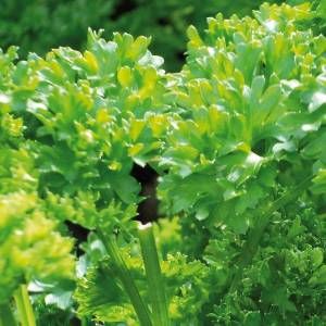 Stammpflanze Petroselinum crispum Mill.