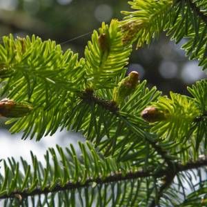 Stammpflanze Abies sibirica Ledeb.