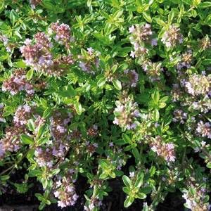 Stammpflanze Thymus vulgaris L.