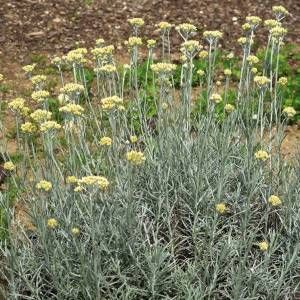 Stammpflanze Helichrysum italicum G.Don