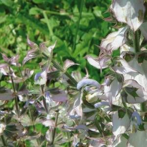 Stammpflanze Salvia sclarea L.